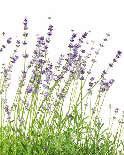 Lavendel of salvia, lavendel