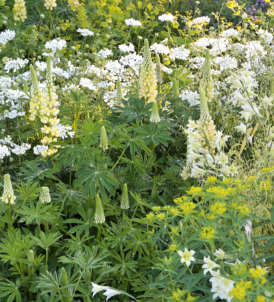 De tuintrends van 2015: gevarieerd groen met lichtgeel en wit bloeiende planten zoals lupine