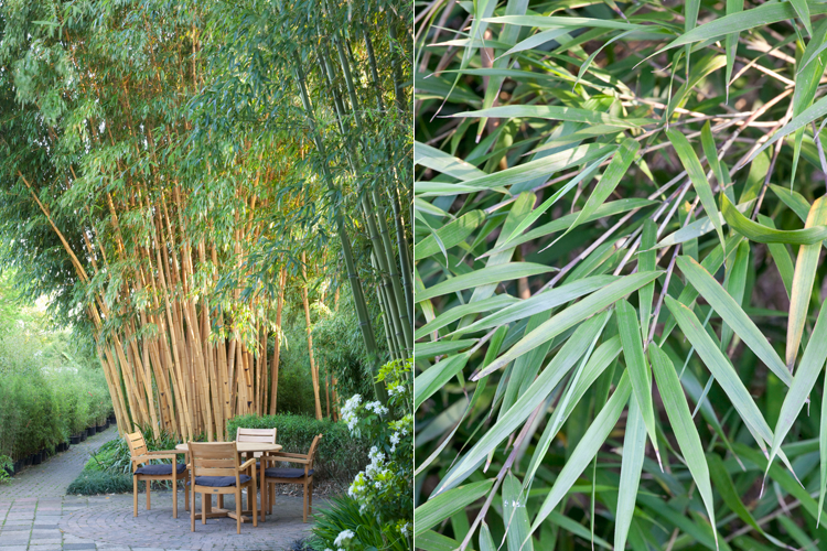 bamboe