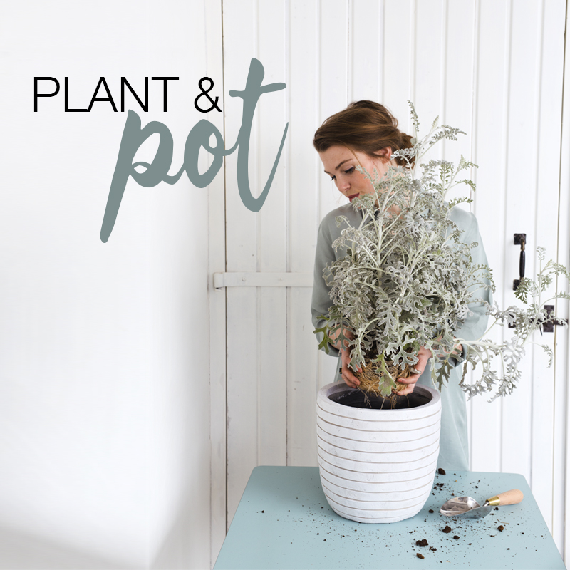 Plant & Pot - Capi