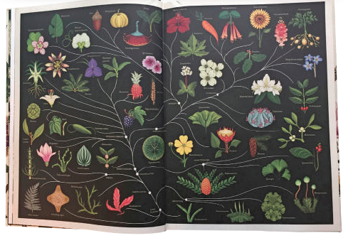 het plantenboek