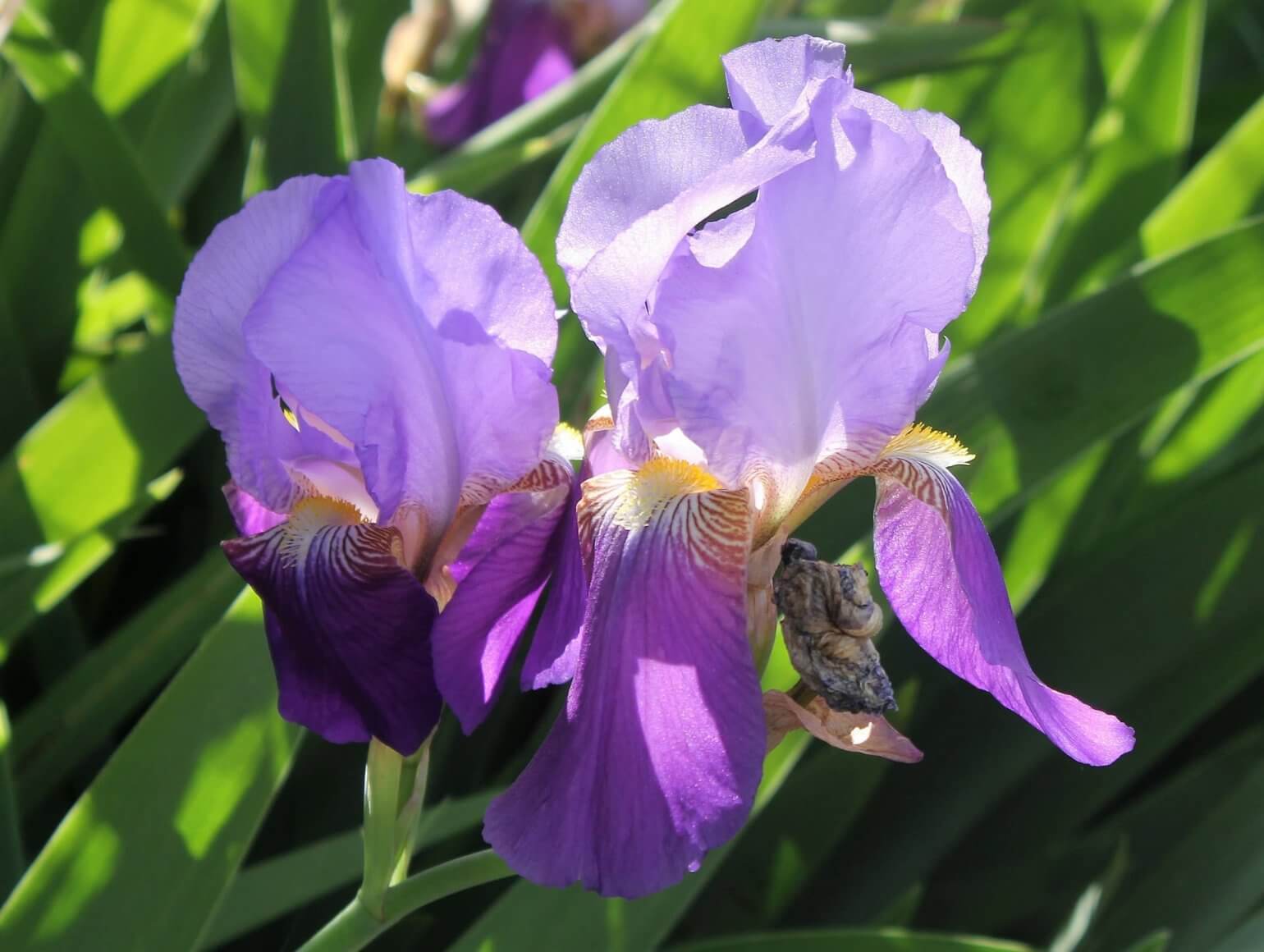Iris × germanica baardiris