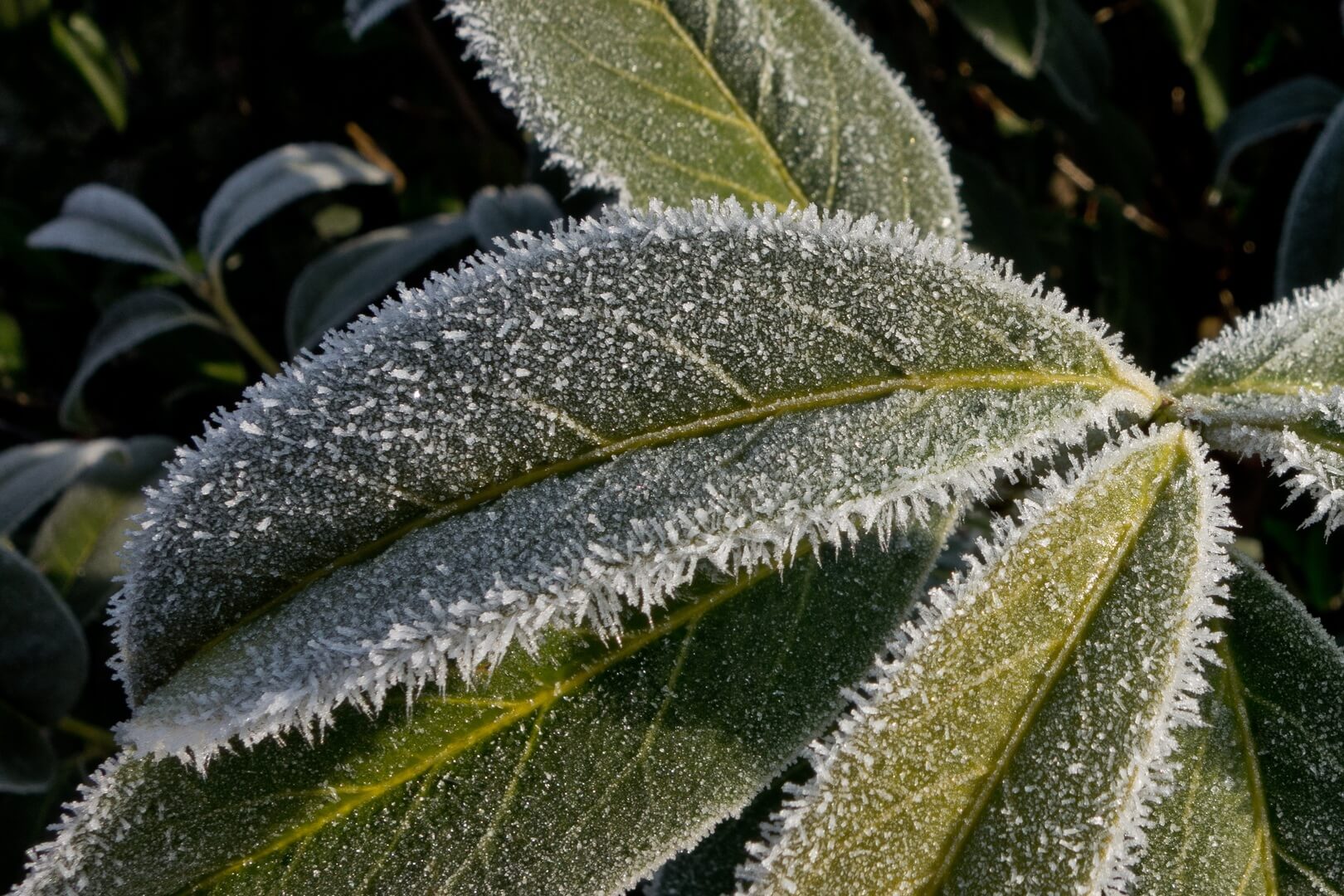 De winter komt er aan: pak je planten lekker in! - Homeandgarden.nl