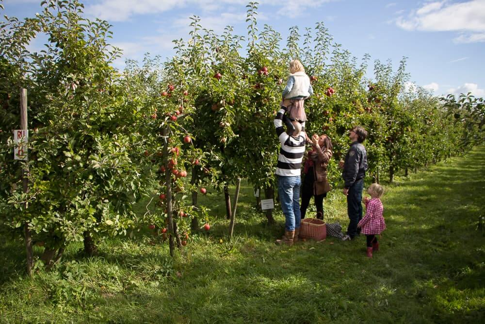 Olmenhorst appels plukken
