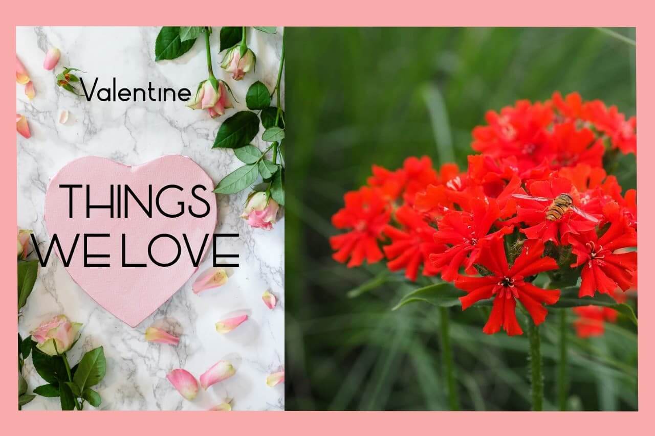 Valentijn Home&Garden Lychnis Chalcedonica